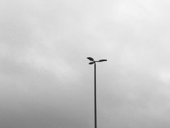 Low angle view of bird perching on street light against sky