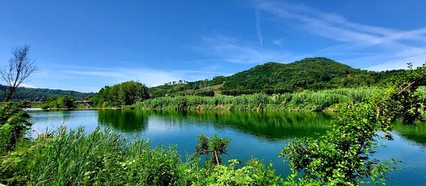 Scenic view of lake by trees against blue sky