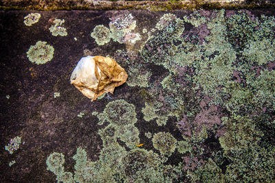 Close-up of crab on rock