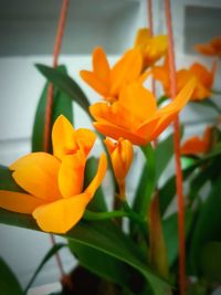 Close-up of orange flowers blooming outdoors