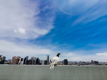 View of birds and buildings against sky