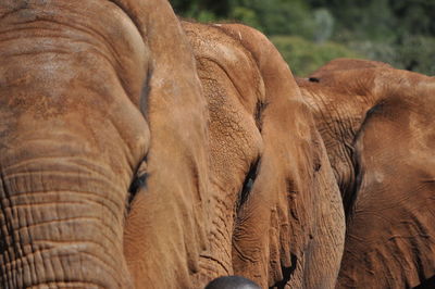 Close-up of elephants