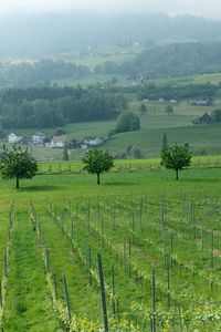 Scenic view of vineyard