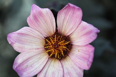 Close-up of pink flower