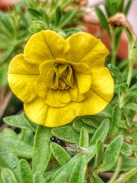 Close-up of yellow flower blooming outdoors