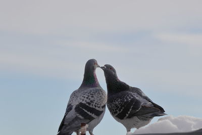 Low angle view of pigeons perching on the sky
