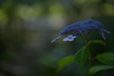 Close-up of honey bee hovering on flower