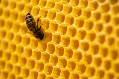 Close-up of bee pollinating