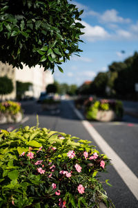 Close-up of flowering plant by road against sky