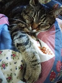 Cat sleeping on bed at home