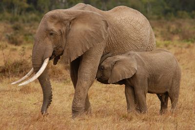 Elephant in a field