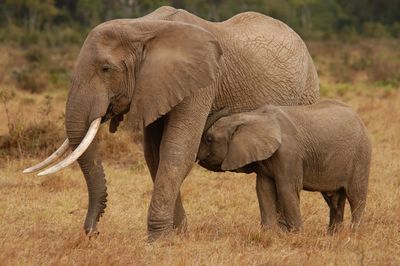 Elephant family living in masai mara, kenya