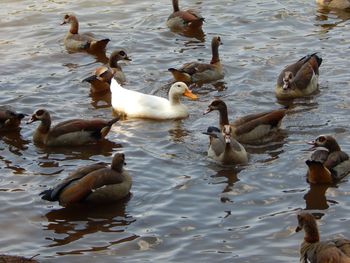 High angle view of ducks swimming in lake