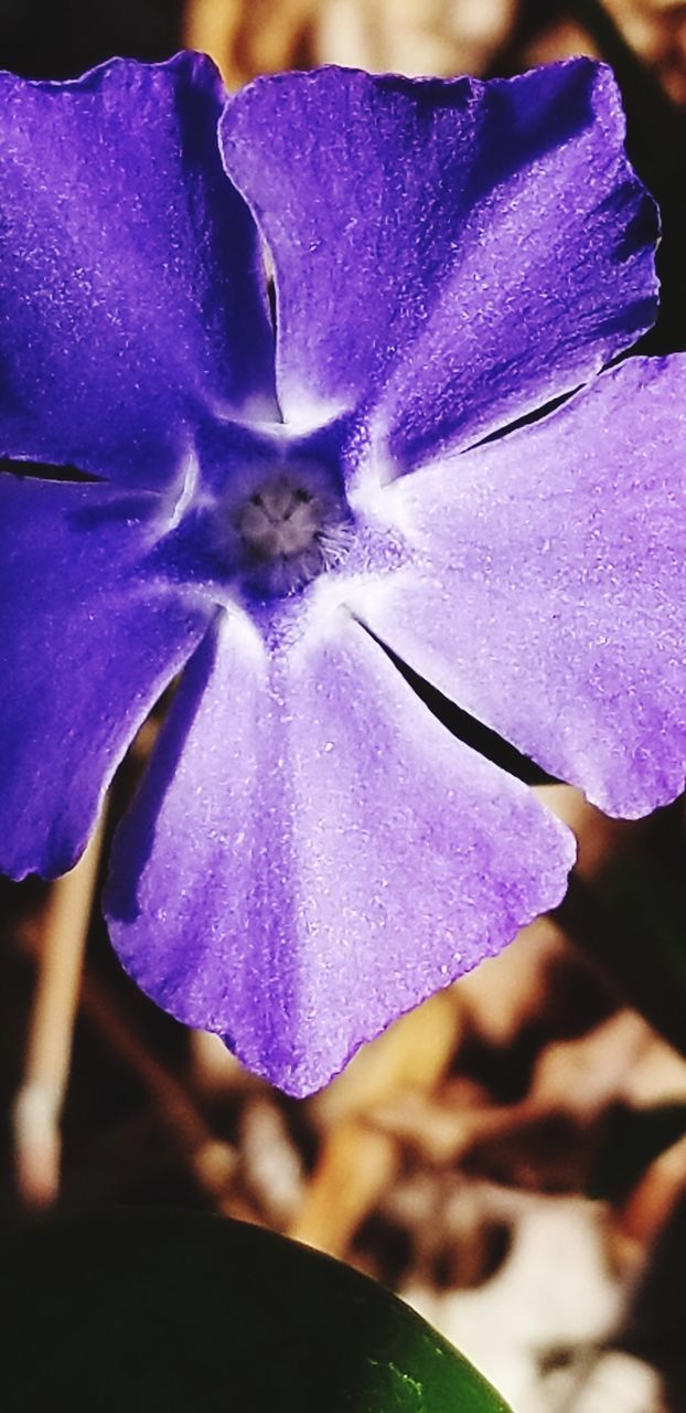 CLOSE-UP OF PURPLE FLOWERING PLANT