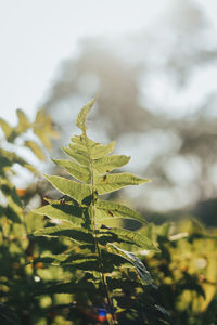 Close-up of leaves against blurred background