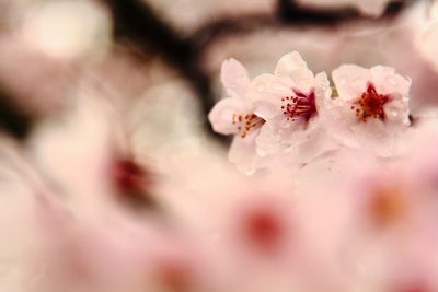 Close-up of white flowers