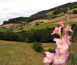 Close-up of pink flowers blooming in field