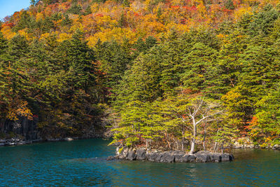 Trees by rocks in sea during autumn