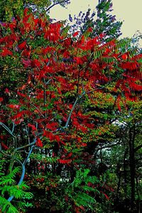 Full frame shot of multi colored tree