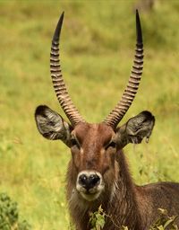 Portrait of antelope's head and horns with shiny nose  facing forward