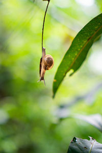 Close-up of snail on leaf