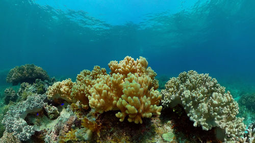 undersea