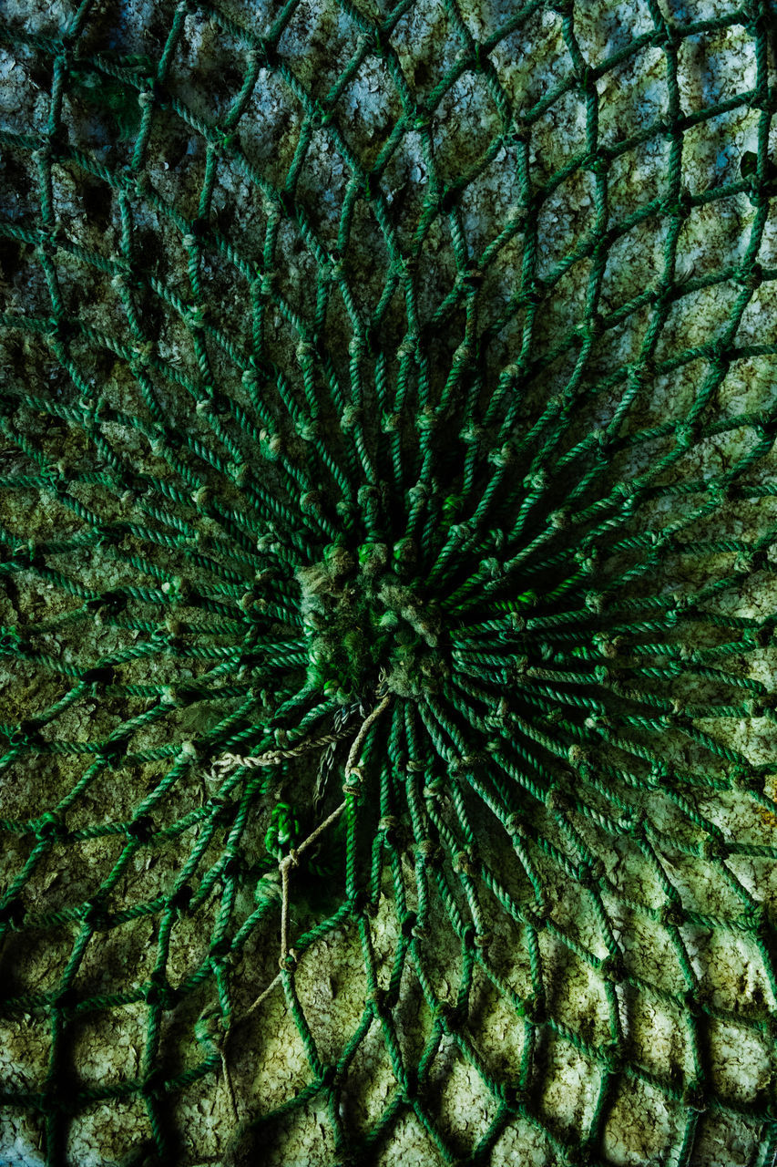 FULL FRAME SHOT OF SEA WITH ANIMAL