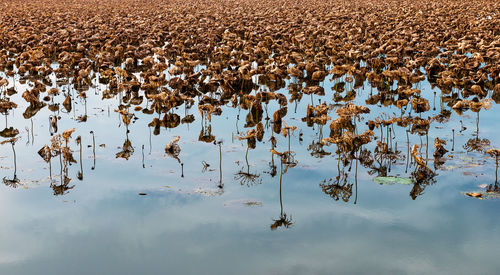 Flock of birds on lake