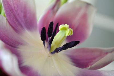 Close-up of fresh flower blooming outdoors