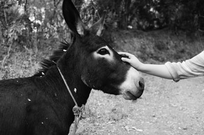 Close-up of hand stroking donkey
