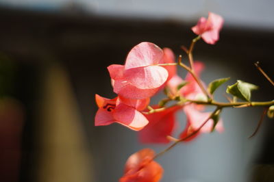 Close-up of pink flowers blooming outdoors