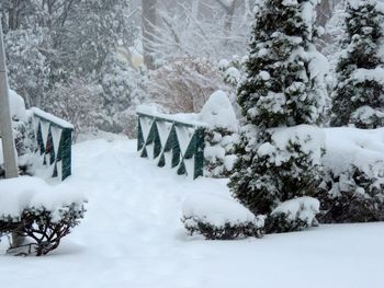 Snow covered trees