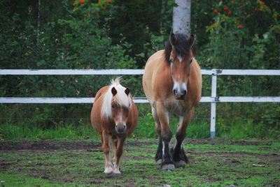 Horses standing in ranch