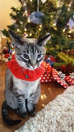 Close-up of cat on christmas tree