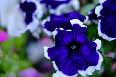 Close-up of purple flowers blooming outdoors