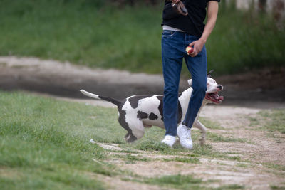 White and black pit bull dog playing and running with his owner outside.