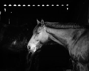 Side view of horse standing in stable