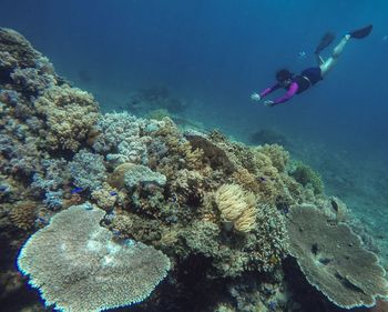 High angle view of woman swimming by coral in sea