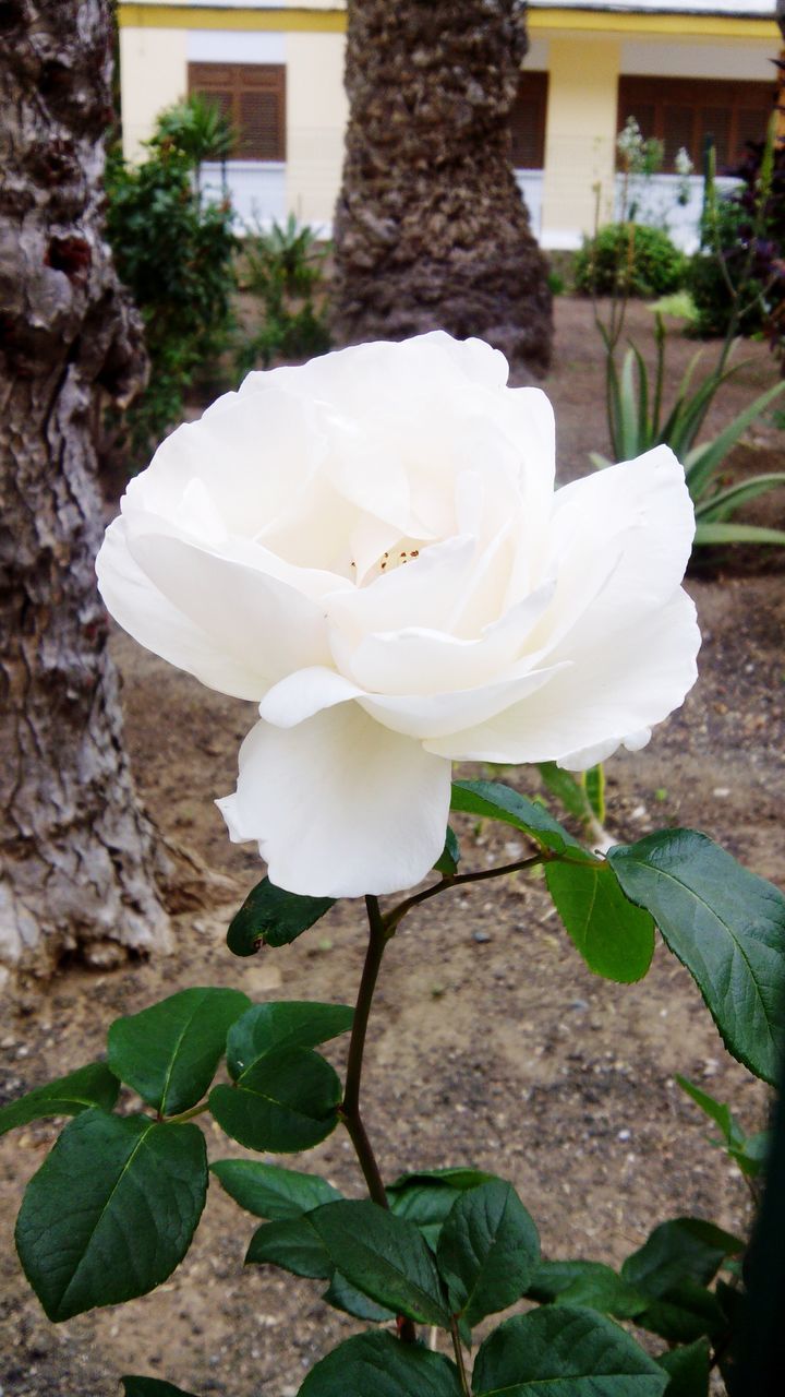 flower, petal, flower head, fragility, white color, freshness, growth, leaf, beauty in nature, close-up, single flower, plant, blooming, nature, focus on foreground, white, in bloom, rose - flower, outdoors, no people