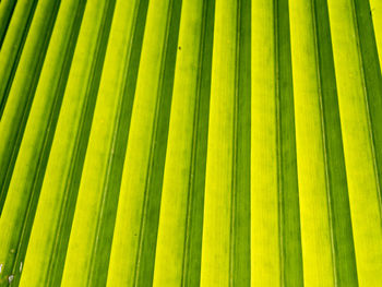 Full frame shot of palm trees