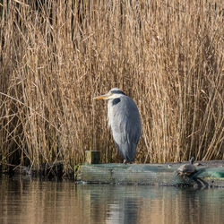 High angle view of gray heron perching on water