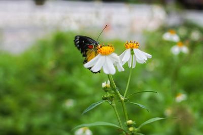 Close-up of butterfly pollinating on flower