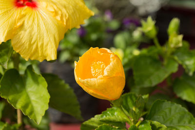 Close-up of orange fruit on plant