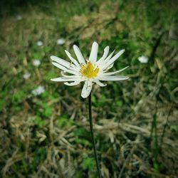 Close-up of white flowers