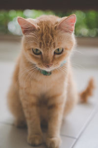 Portrait of cat sitting on floor