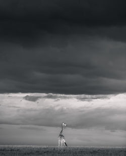 A  giraffe stands on the open plains of the masai mara, the stormy skies bringing promise of rain.