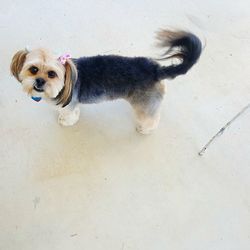 High angle portrait of dog standing outdoors