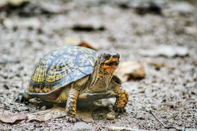 Close-up of tortoise on field