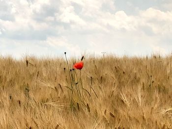 Red poppy growing on field against sky