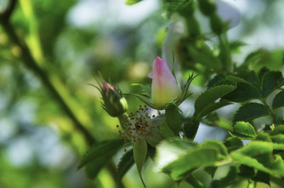 Close-up of flowering plant